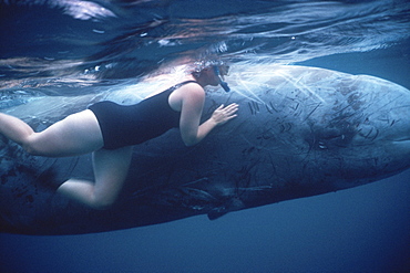 Cuvier's Beaked Whale (Ziphiius cavirostris) rescue in Horta Harbour. Azores