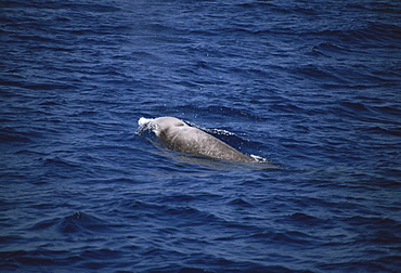 Cuvier's Beaked Whale (Ziphiius cavirostris). Azores