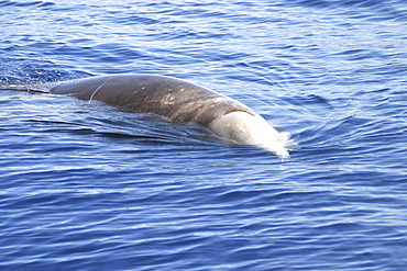 Cuvier's Beaked Whale, (Ziphiius cavirostris) logging at the surface. Azores   (RR)