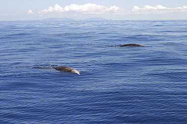 Cuvier's Beaked whales, (Ziphiius cavirostris) logging at the surface. Azores   (RR)