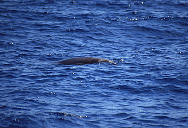 True's Beaked Whale (Mesoplodon mirus). Azores