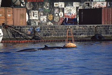 Sowerby's Beaked Whale (Mesoplodon bidens) in Horta Harbour. Azores