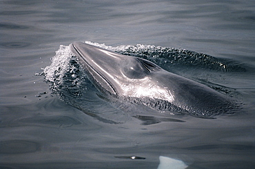 Minke whale (Balaenoptera acutorostrata) at the surface to breath with blow hole open. Characteristic white bands on the flipper visible thorugh the water. Hebrides, Scotland (1 of 2 images). 