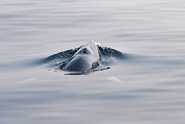 Minke whale (Balaenoptera acutorostrata) surfacing for air with characteristic white bands on its flippers visible through the water on each side . Hebrides, Scotland 