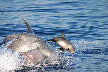 Bottlenose dolphin leaping at surface with tiny baby (Tursiops truncatus) Azores, Portugal   (RR)