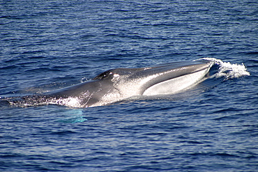 Fin whale surfacing (Balaenoptera physalus) Azores, Atlantic Ocean   (RR)