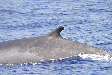 Fin Whale (Balaenoptera physalus) dorsal fin. Azores   (RR)