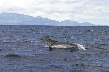 Fin Whale, Balaenoptera physalus, lunge feeding off Faial Island, Azores   (RR)