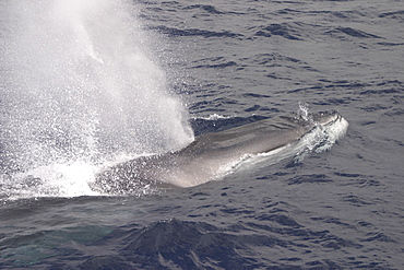 Fin Whale, Balaenoptera physalus surfacing off the Azores islands   (RR)