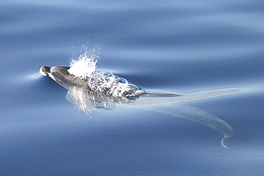 Bottlenose Dolphin, (Tursiops truncatus) surfacing with bubble trail. Azores   (RR)