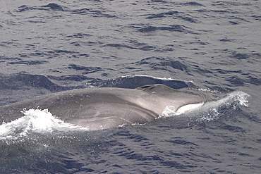 Fin Whale, Balaenoptera physalus, showing chevron marking. Seen off the Azores   (RR)