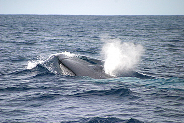 Blue whale (Balaenoptera musculus) surfacing, Azores, Atlantic Ocean   (RR)