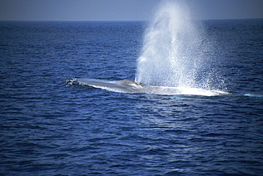 Blue Whale (Balaenoptera musculus) blow. Azores