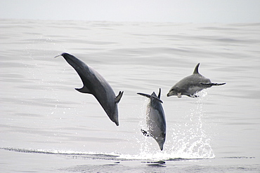 Bottlenose Dolphin, (Tursiops truncatus) leaping trio. Azores   (RR)