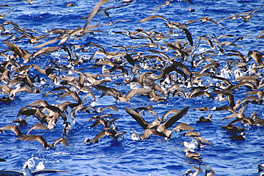 Flock of Cory shearwaters on sea surface (Calonectris diomedea) Azores, Atlantic Ocean   (RR)