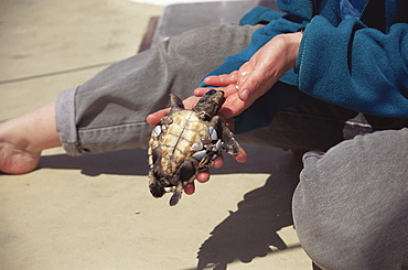 Loggerhead Turtle (Caretta caretta) juvenile with goose barnacles (Pollicipes polymerus). Azores