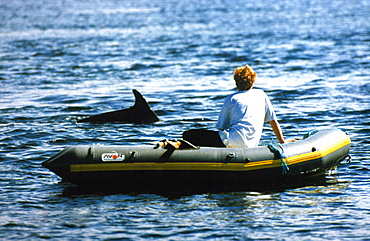 Rower watching friendly bottlenose dolphin.  Hebrides, Scotland.