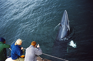 Whale watchers eye to eye with an inquistive Minke whale (Balaenoptera acutorostrata) associating with their boat. Hebrides, Scotland