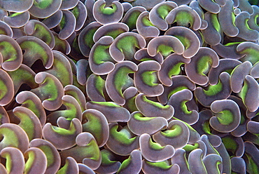 Colonial corals, euphyllia ancora, has tentacles with tubular tips and are distinctively T shaped