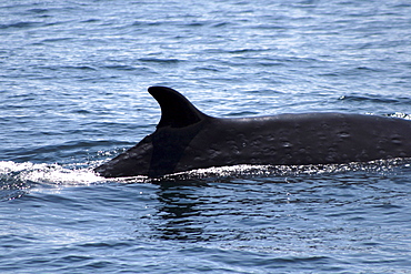 Sei Whale Dorsal fin and flank showing cookie cutter shark bites