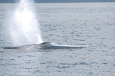 Blue Whale blowing at the surface, off the Azores