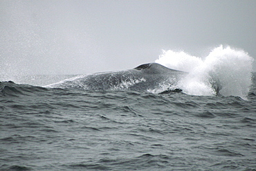 Blue whale lunging at the top of a wave off the Azores