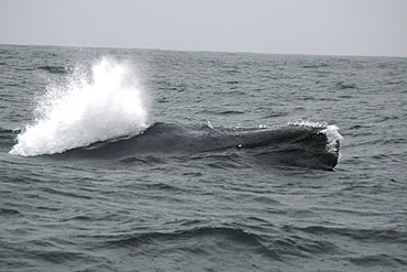 Blue whale just breaking the surface off the Azores with the start of a big blow