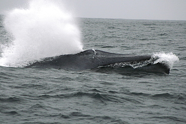 Blue whale fast swimming off the Azores with a big blow