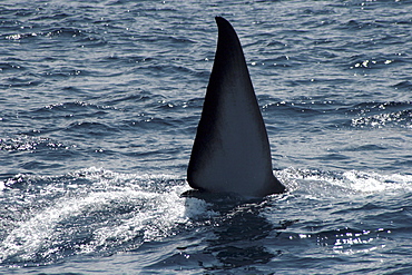 Fin Whale side fluke