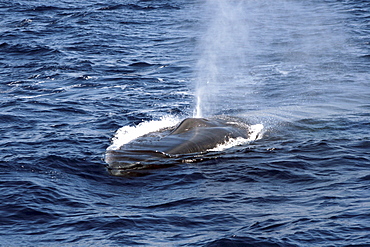 Fin Whale head on view