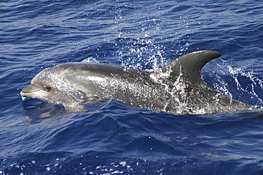 Bottlenose Dolphin, (Tursiops truncatus). Azores   (RR)