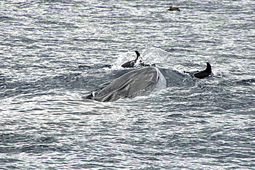 Fin Whale Surfacing with bowriding dolphins