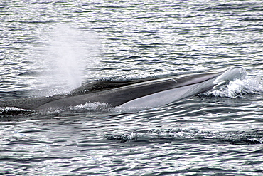 Fin Whale at the surface showing the distinctive white jaw