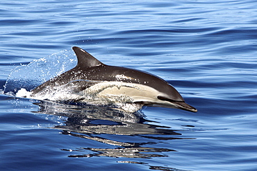 Common Dolphin racing along the surface in the Azores