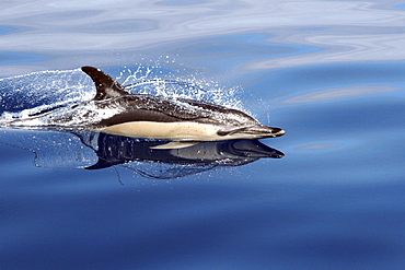 Common Dolphin racing along the surface reflected in the water. The Azores