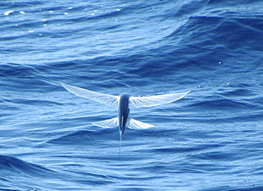 Flying Fish gliding along the surface.   (rr)