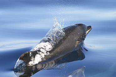 Bottlenose Dolphin (Tursiops truncatus) surfacing. Azores   (RR)