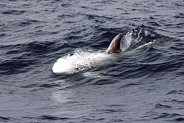 Risso's Dolphin Torpedo - behaviour just before a feeding dive. Azores, North Atlantic