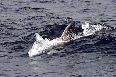 Risso's Dolphin Torpedo - behaviour just before a feeding dive. Azores, North Atlantic