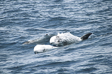 Pair of Risso's Dolphin shooting out of a wave. Azores, North Atlantic