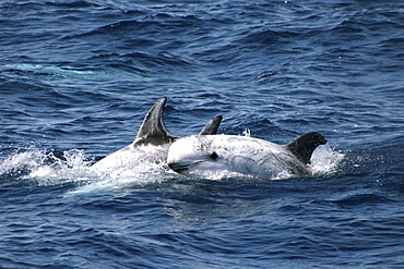 Group of Risso's Dolphin - 1 leaping out of wave. Azores, North Atlantic