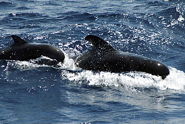 Short-fin Pilot Whale mother and calf surfing in the waves. Azores, North Atlantic