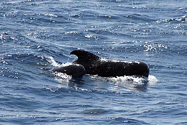 Short-fin Pilot Whale mother and calf surfing in the waves. Azores, North Atlantic