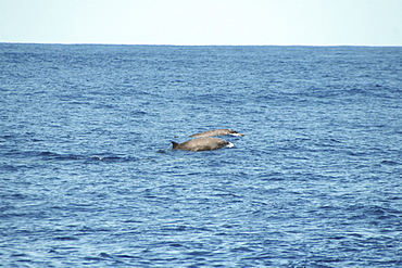 A pair of Sowerby's beaked whales at the surface off the Azores Islands