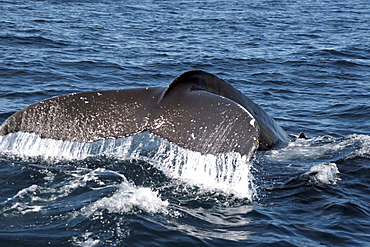 Humpback Whale Fluking