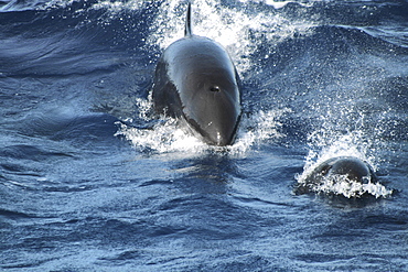 False Killer Whale, Pseudorca crassidens, coming straight down a wave