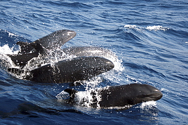 Group of False Killer Whales at the surface