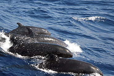 Group of False Killer Whales at the surface