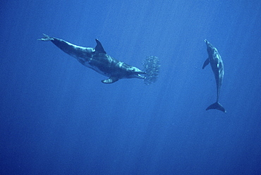 Rough Tooth Dolphin (Steno bredanensis) feeding on bait ball of snipe fish (Macroramphosus scolopax). Azores