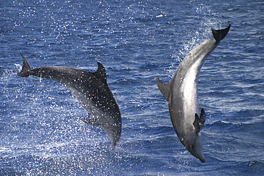 Bottlenose Dolphin, Tursiops truncatus, pair performing acrobatics together in the Azores   (RR)